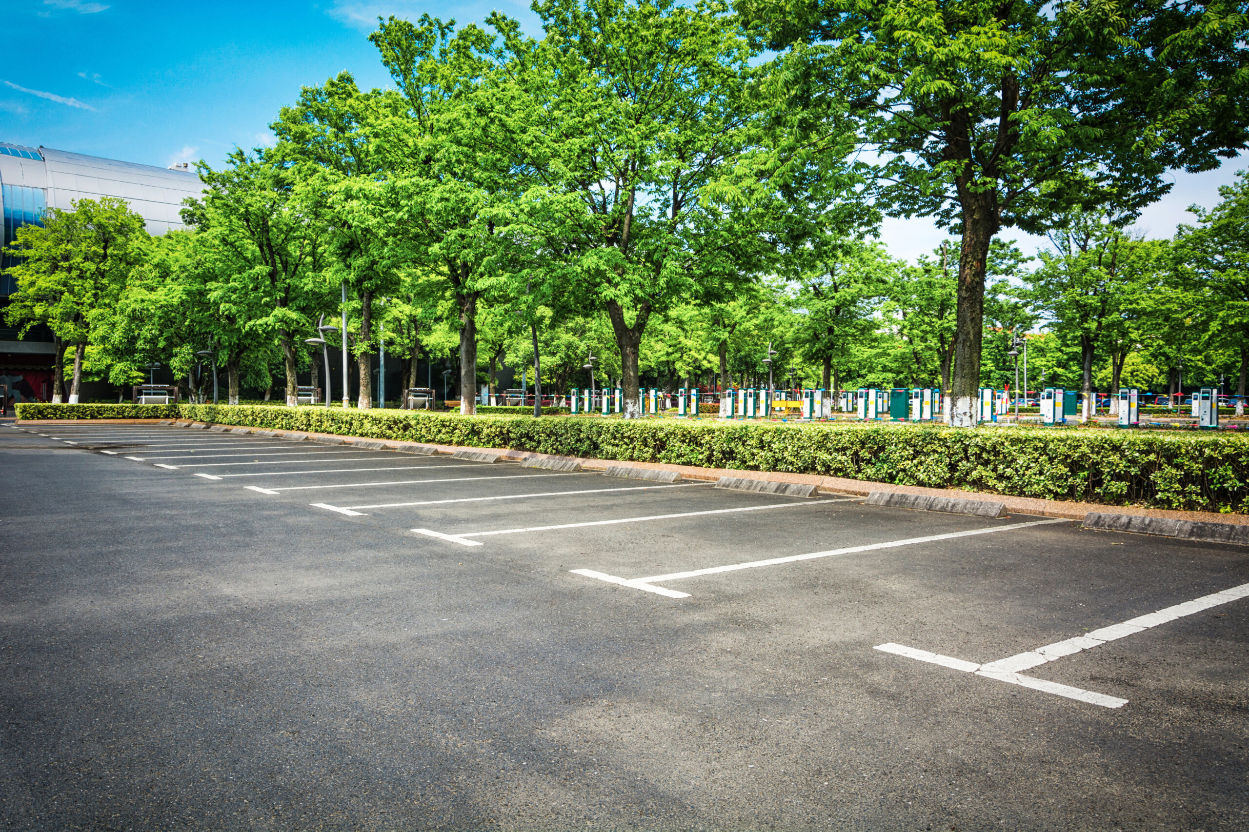 Grüne Baumreihe hinter leerem Parkplatz